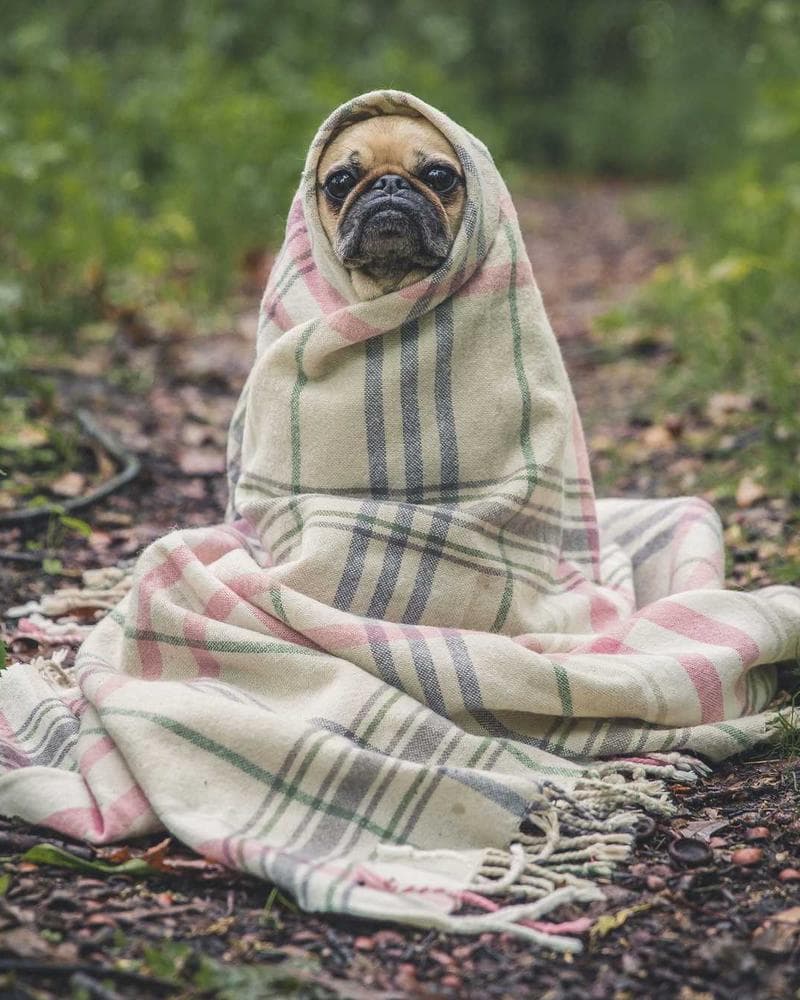 Nokia 8800 Gold Arte